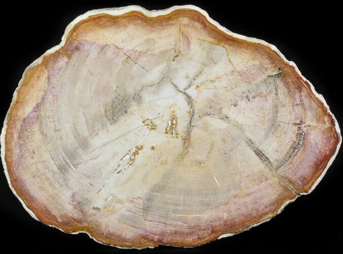 Petrified Wood (Tropical Hardwood) Slab - Indonesia #41895